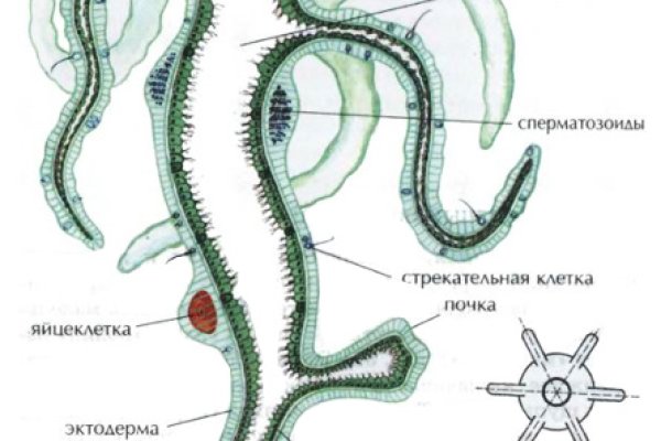 Рабочая ссылка на кракен